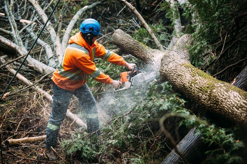 Tree Cutting Service